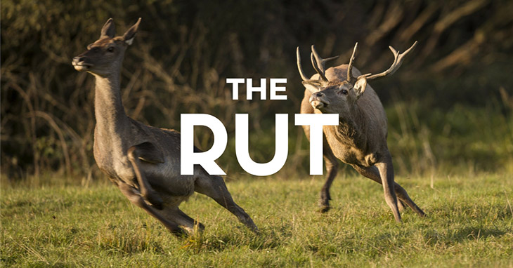 when does the rut start