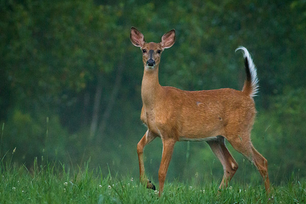 A Doe Blowing to Protect Her Fawn