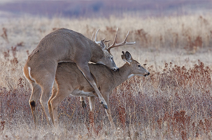 Whitetail Deer Buck and Doe Breeding Having Sex Mating During the November Rut