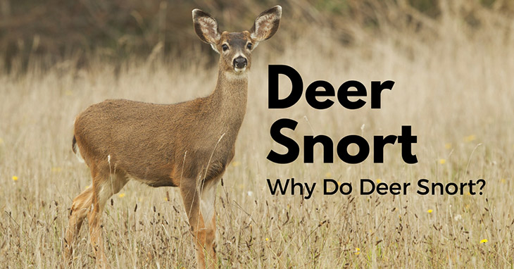 Why Do Deer Snort Blow