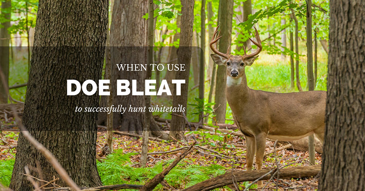 When to Use Doe Bleat
