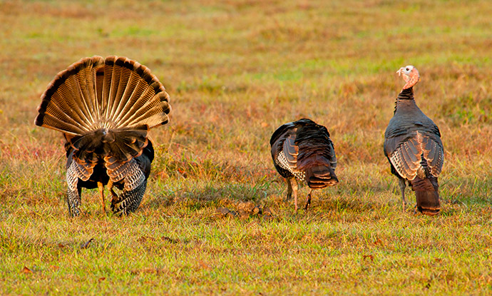 turkey hunting