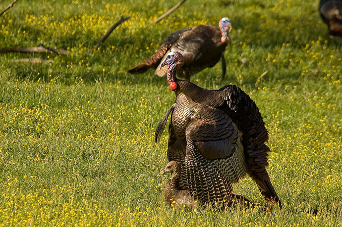 Mating Turkey Hunting