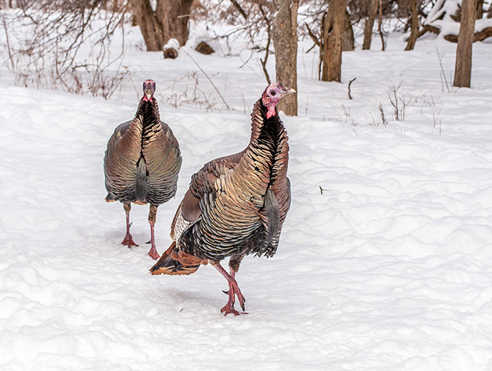 Snowy Days Turkey Hunting