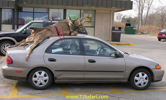 How to Transport a Deer in a Car