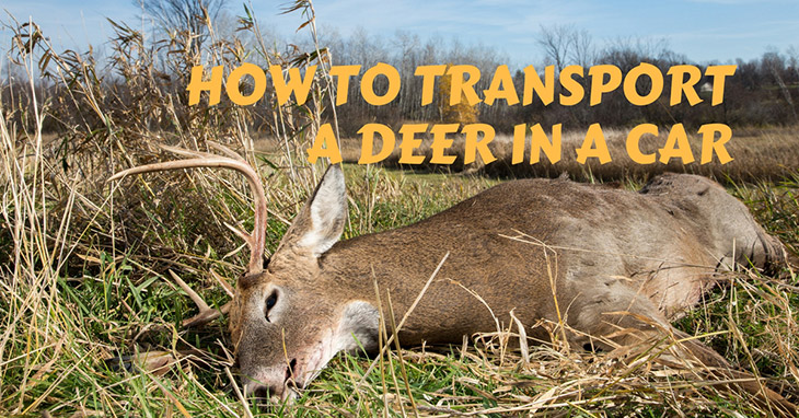 How to Transport a Deer in a Car
