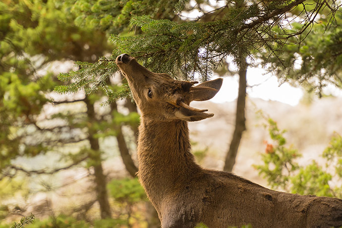 Deer Eating Twigs and Leaves