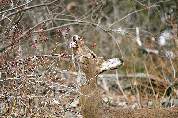 Deer Eating Berries