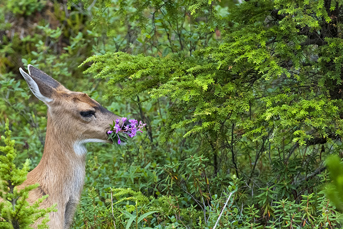 Deer Eating Flowers