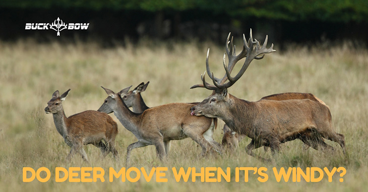 do deer move when its windy