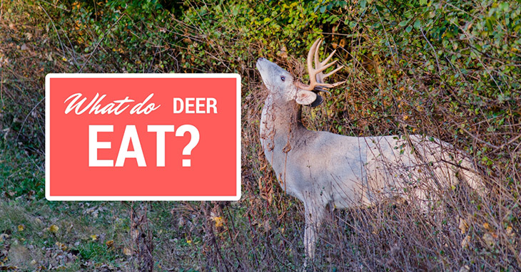 what do deer eat
