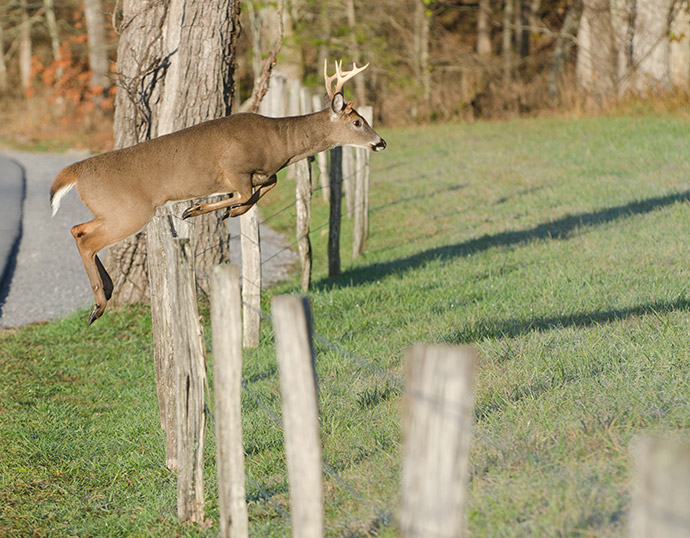 How High Can a Whitetail Deer Jump