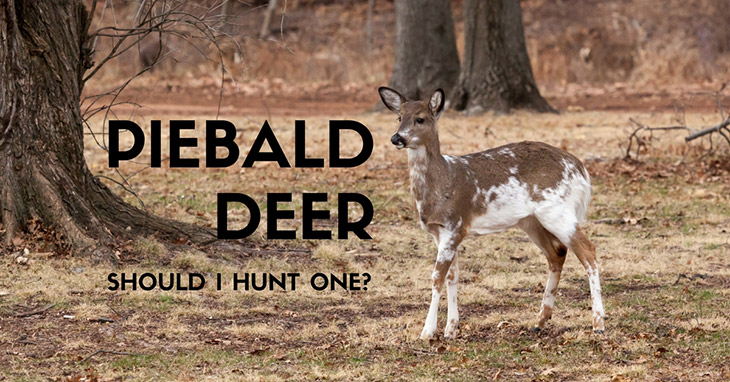 How Rare are Piebald Deer