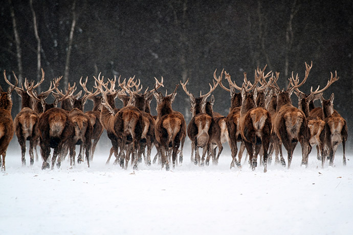 how do deer survive the winter