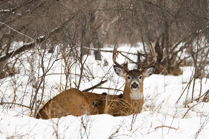 how do deer survive the winter