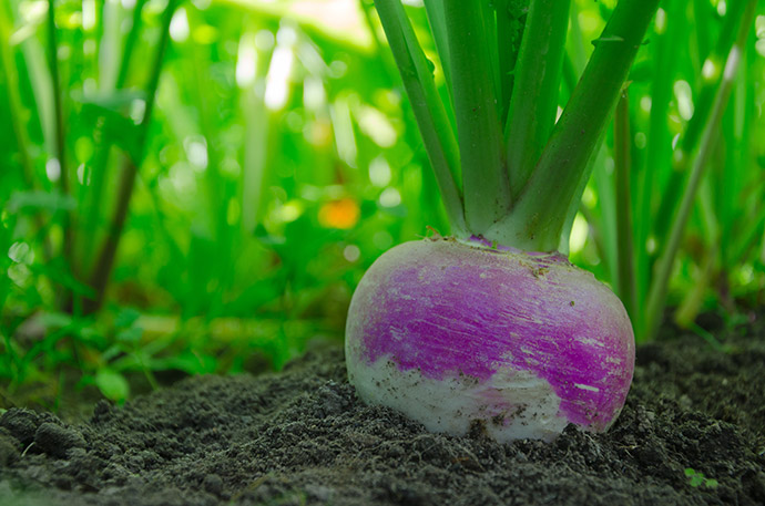 turnip food plot