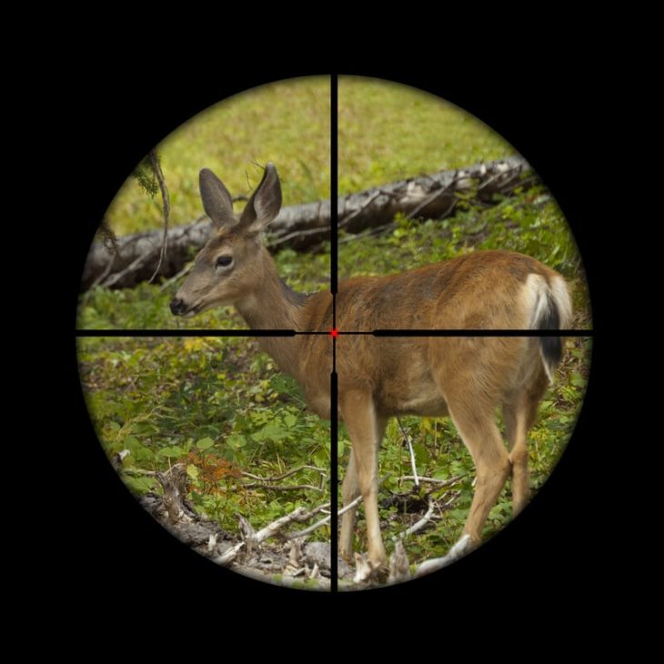 where to aim deer