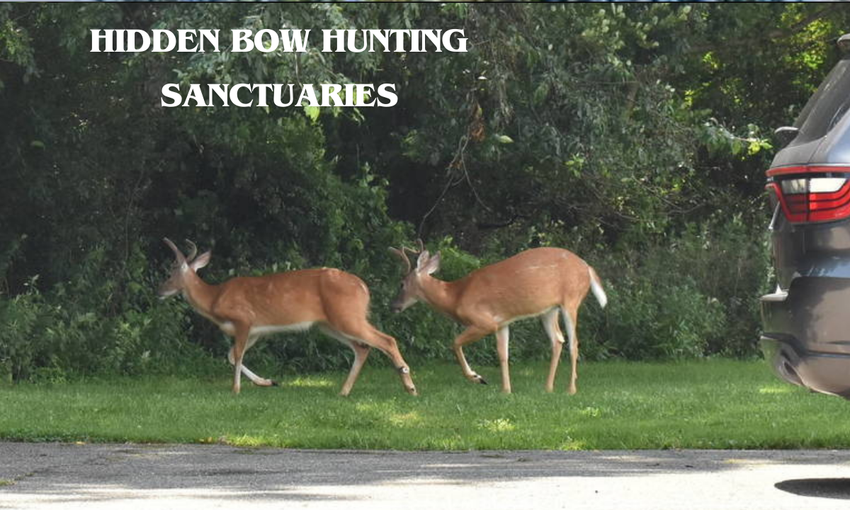Hidden Bow Hunting Sanctuaries