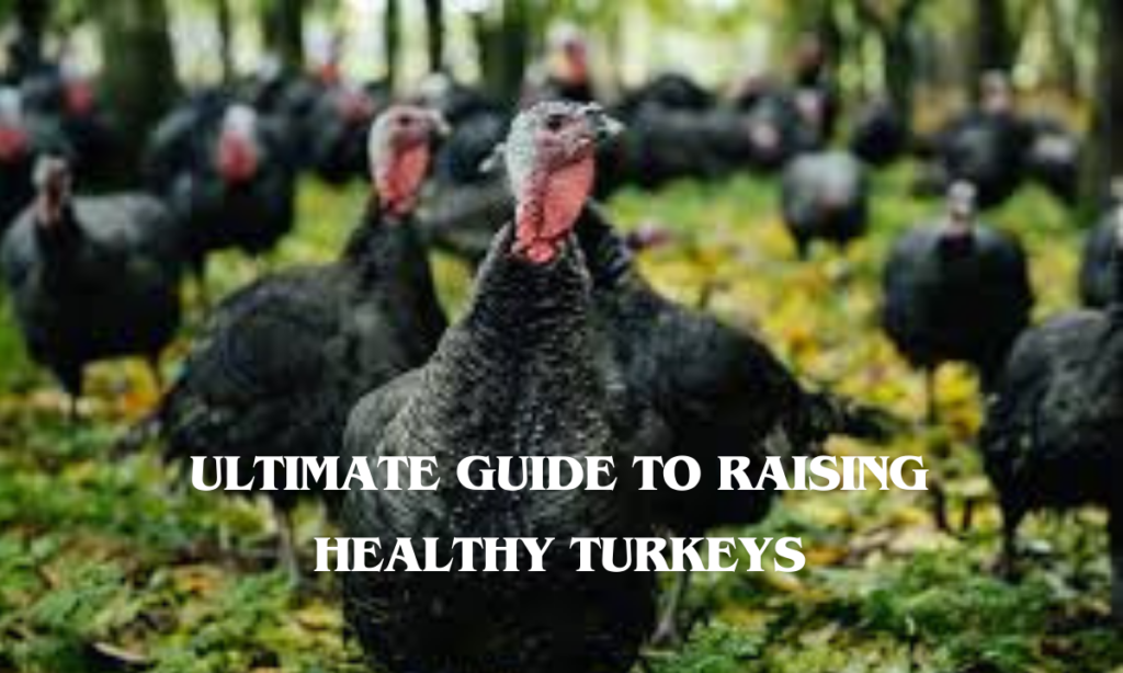 Ultimate Guide to Raising Healthy Turkeys
